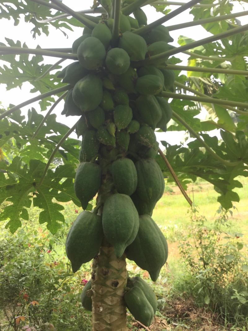 a very fecund papaya female grown from seed 1200